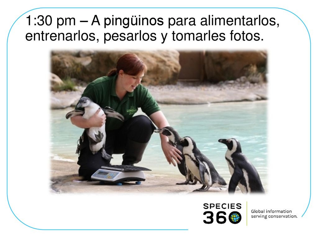 1:30 pm – A pingüinos para alimentarlos, entrenarlos, pesarlos y tomarles fotos.