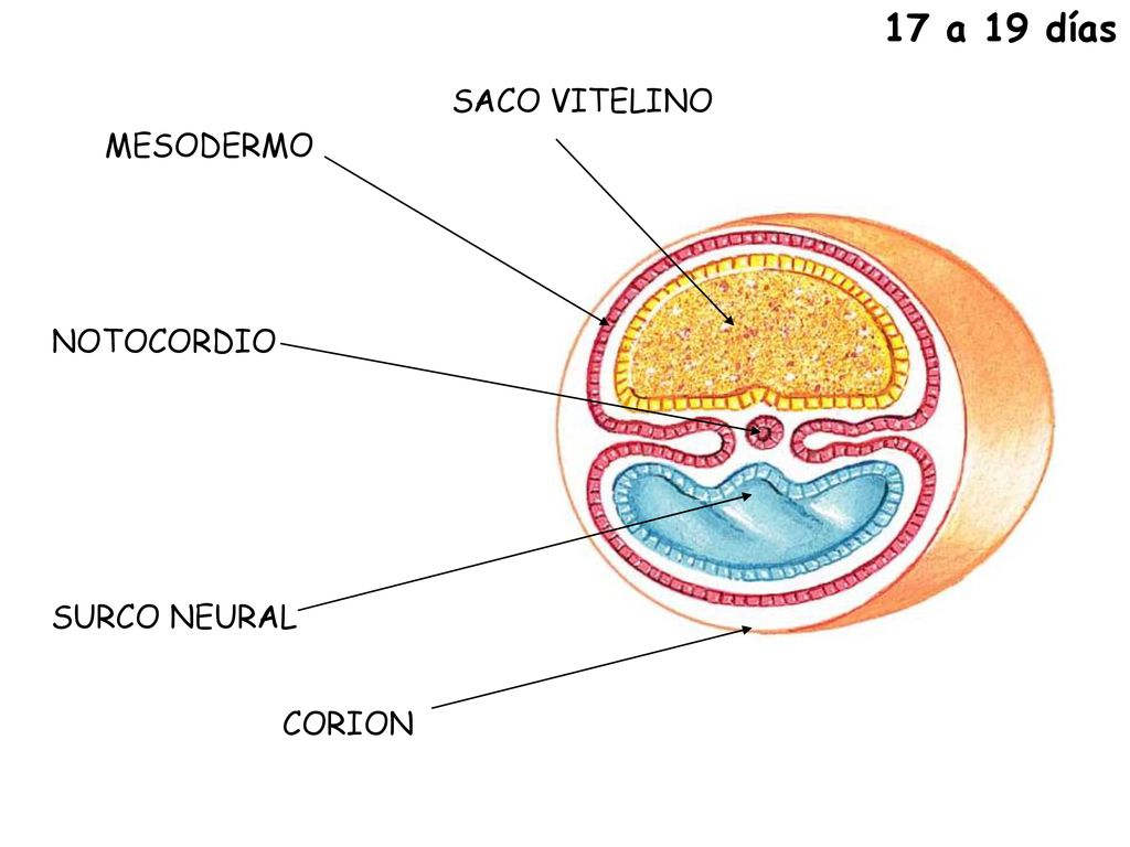 17 a 19 días NOTOCORDIO SURCO NEURAL MESODERMO CORION SACO VITELINO