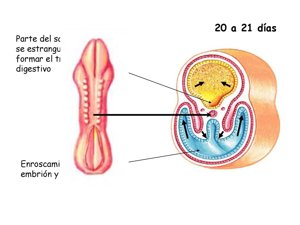 20 a 21 días Parte del saco vitelino se estrangula para formar el tracto digestivo.
