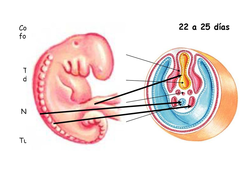 22 a 25 días Cordón umbilical en formación Tracto digestivo Notocordio