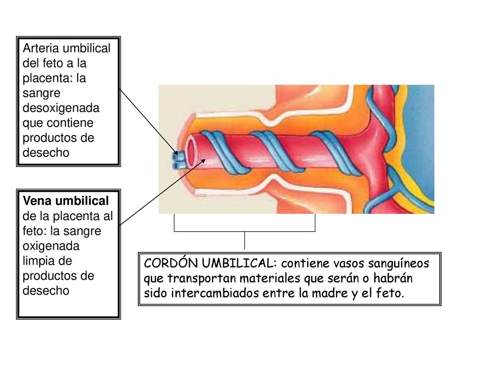 Arteria umbilical del feto a la placenta: la sangre desoxigenada que contiene productos de desecho