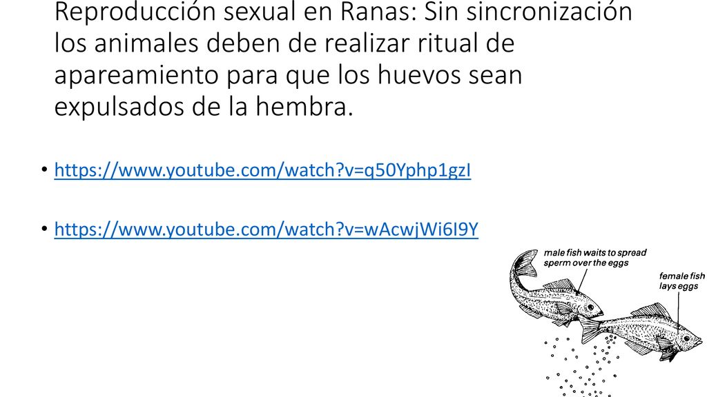Reproducción sexual en Ranas: Sin sincronización los animales deben de realizar ritual de apareamiento para que los huevos sean expulsados de la hembra.