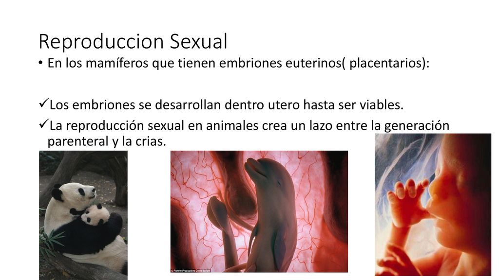 Reproduccion Sexual En los mamíferos que tienen embriones euterinos( placentarios): Los embriones se desarrollan dentro utero hasta ser viables.