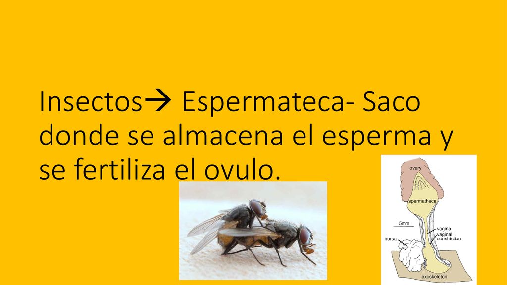 Insectos Espermateca- Saco donde se almacena el esperma y se fertiliza el ovulo.
