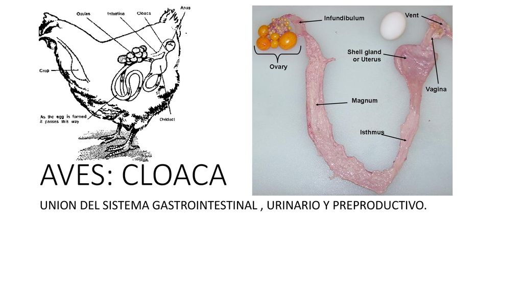 AVES: CLOACA UNION DEL SISTEMA GASTROINTESTINAL , URINARIO Y PREPRODUCTIVO.