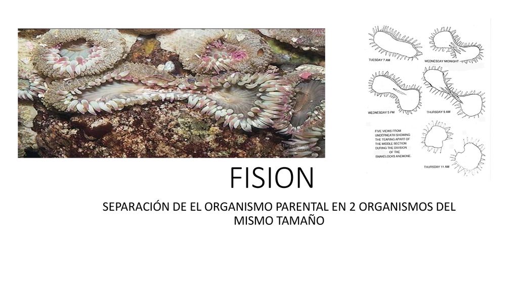 SEPARACIÓN DE EL ORGANISMO PARENTAL EN 2 ORGANISMOS DEL MISMO TAMAÑO