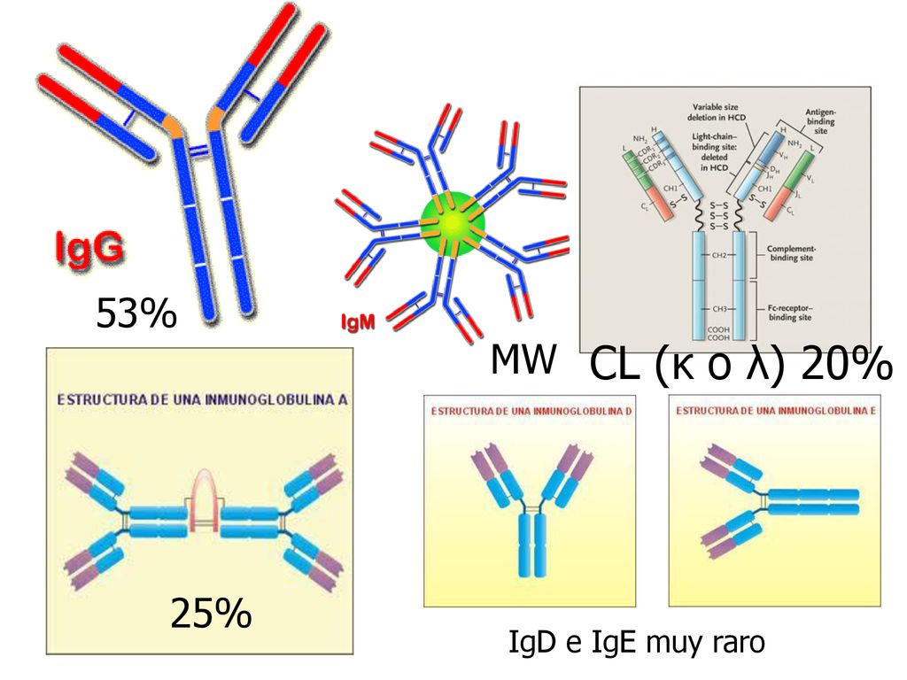 53% MW CL (κ o λ) 20% 25% IgD e IgE muy raro