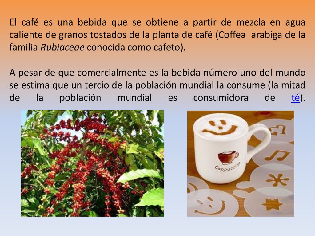 El café es una bebida que se obtiene a partir de mezcla en agua caliente de granos tostados de la planta de café (Coffea arabiga de la familia Rubiaceae conocida como cafeto).