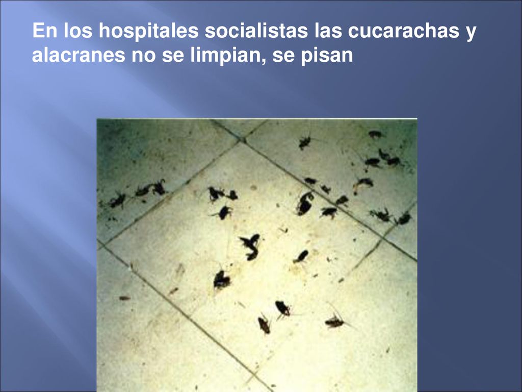 En los hospitales socialistas las cucarachas y alacranes no se limpian, se pisan