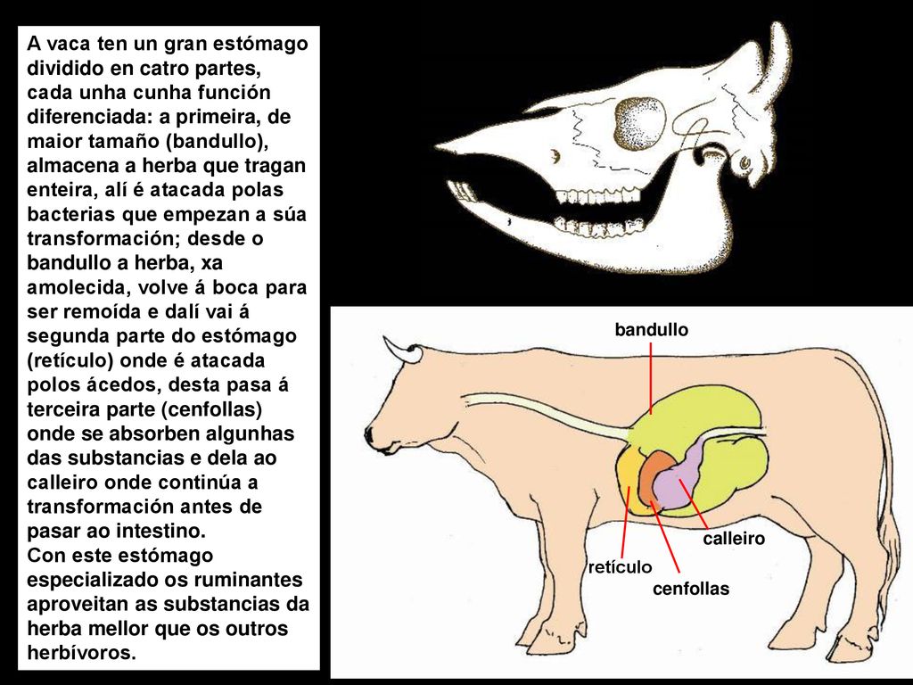 A vaca ten un gran estómago dividido en catro partes, cada unha cunha función diferenciada: a primeira, de maior tamaño (bandullo), almacena a herba que tragan enteira, alí é atacada polas bacterias que empezan a súa transformación; desde o bandullo a herba, xa amolecida, volve á boca para ser remoída e dalí vai á segunda parte do estómago (retículo) onde é atacada polos ácedos, desta pasa á terceira parte (cenfollas) onde se absorben algunhas das substancias e dela ao calleiro onde continúa a transformación antes de pasar ao intestino.