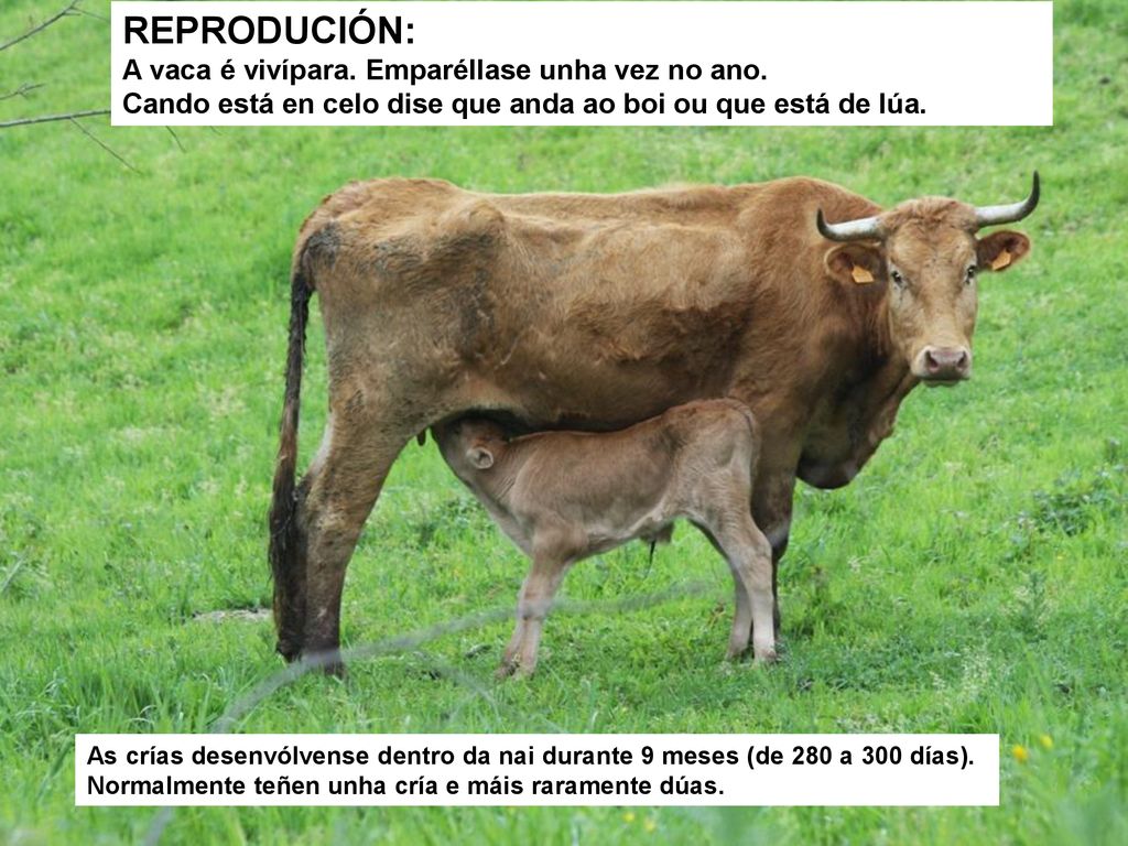 REPRODUCIÓN: A vaca é vivípara. Emparéllase unha vez no ano.