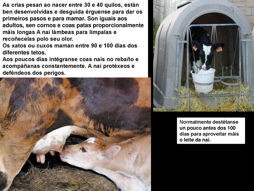Os xatos ou cuxos maman entre 90 e 100 días dos diferentes tetos.