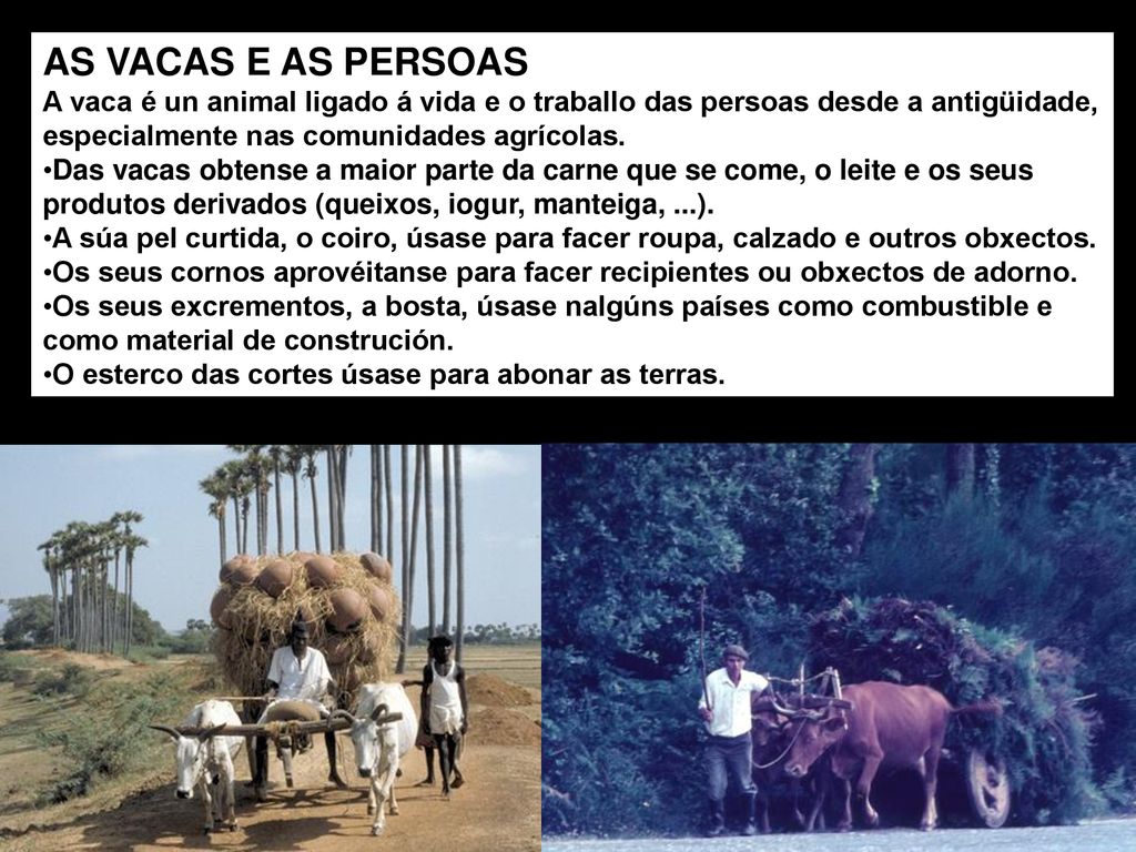 AS VACAS E AS PERSOAS A vaca é un animal ligado á vida e o traballo das persoas desde a antigüidade, especialmente nas comunidades agrícolas.