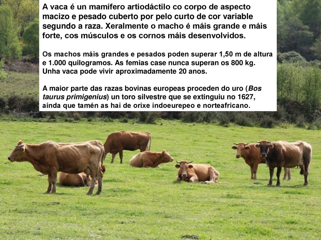 A vaca é un mamífero artiodáctilo co corpo de aspecto macizo e pesado cuberto por pelo curto de cor variable segundo a raza. Xeralmente o macho é máis grande e máis forte, cos músculos e os cornos máis desenvolvidos.