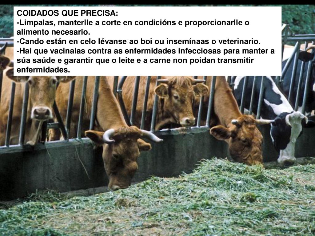 COIDADOS QUE PRECISA: -Limpalas, manterlle a corte en condicións e proporcionarlle o alimento necesario.