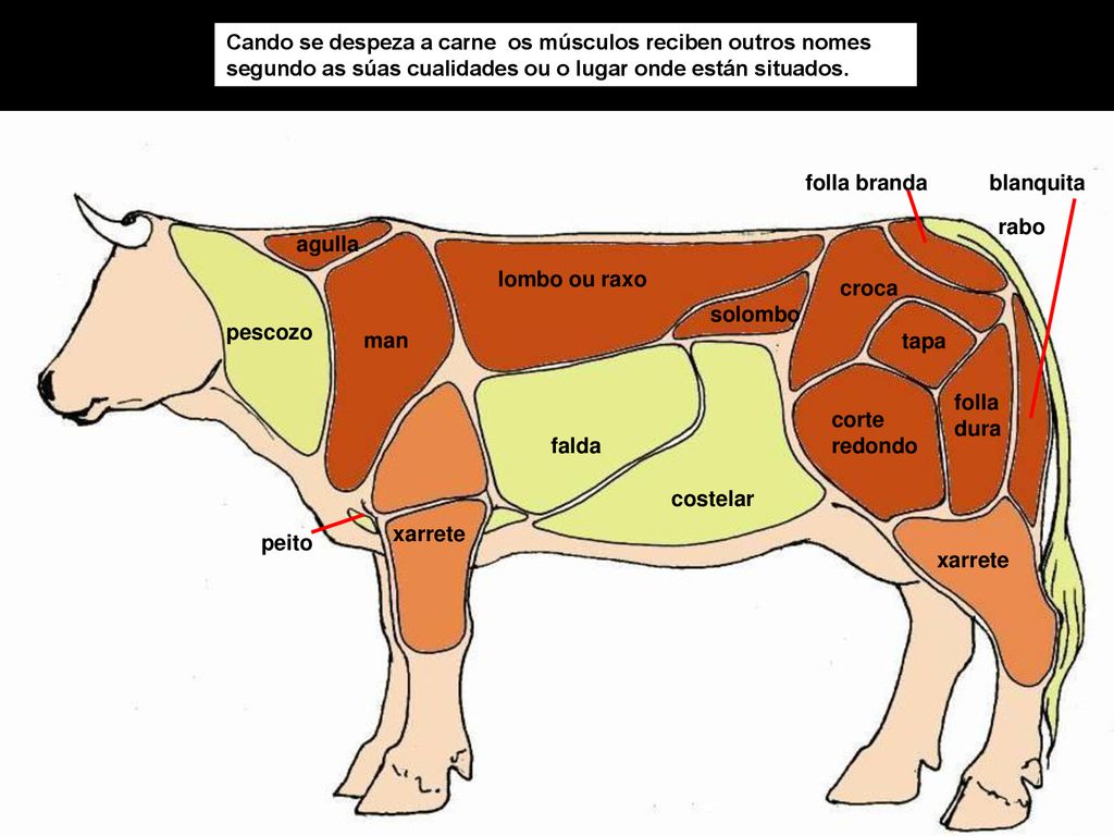 Cando se despeza a carne os músculos reciben outros nomes segundo as súas cualidades ou o lugar onde están situados.