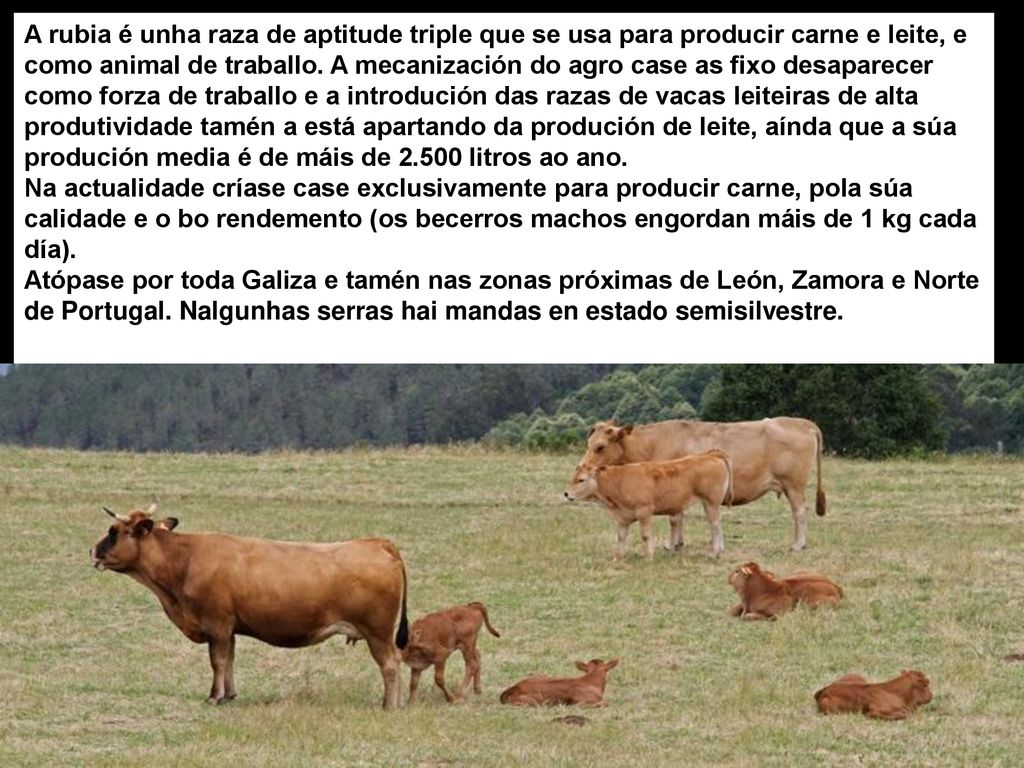 A rubia é unha raza de aptitude triple que se usa para producir carne e leite, e como animal de traballo. A mecanización do agro case as fixo desaparecer como forza de traballo e a introdución das razas de vacas leiteiras de alta produtividade tamén a está apartando da produción de leite, aínda que a súa produción media é de máis de litros ao ano.