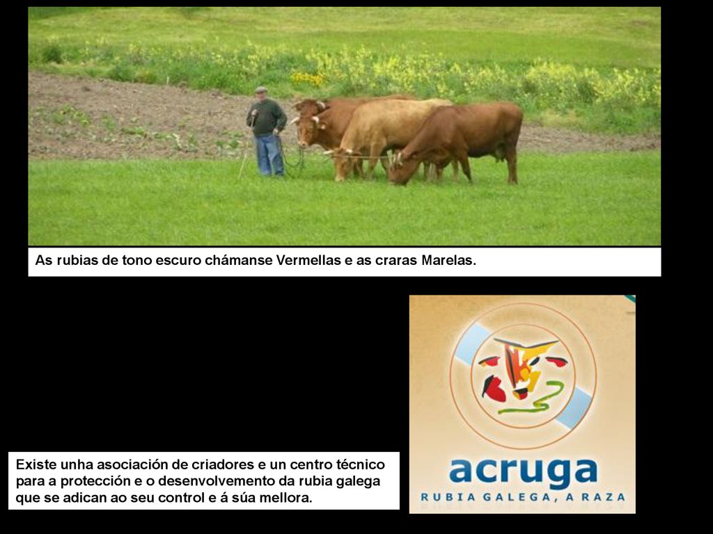 As rubias de tono escuro chámanse Vermellas e as craras Marelas.