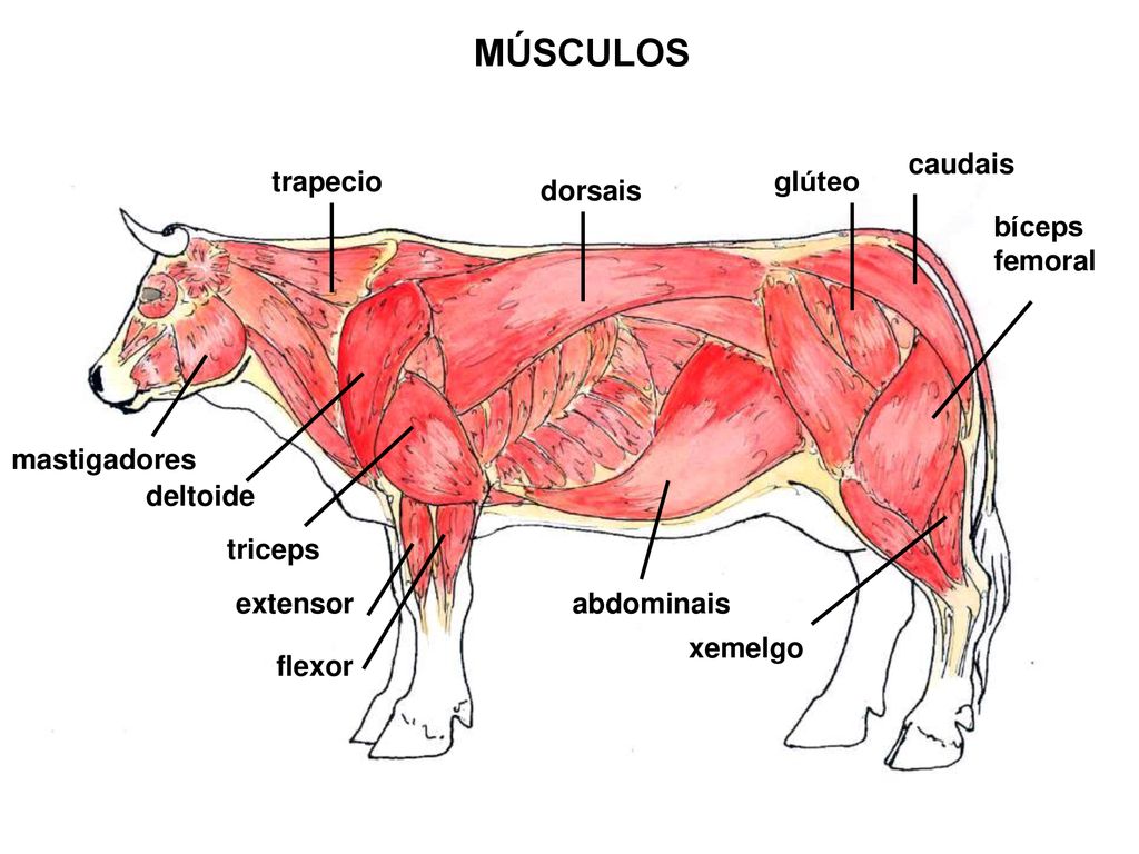 MÚSCULOS caudais trapecio glúteo dorsais bíceps femoral mastigadores