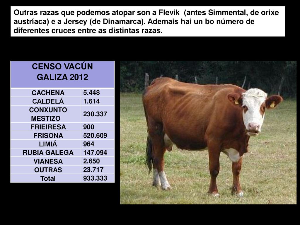 Outras razas que podemos atopar son a Flevik (antes Simmental, de orixe austríaca) e a Jersey (de Dinamarca). Ademais hai un bo número de diferentes cruces entre as distintas razas.
