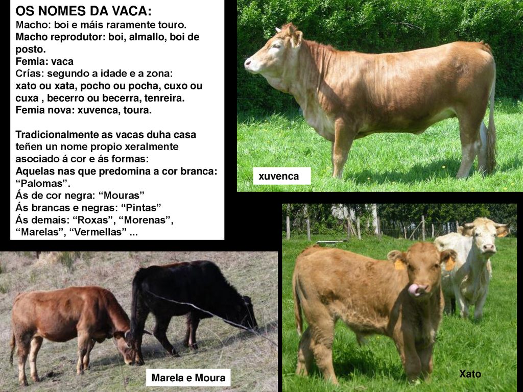 OS NOMES DA VACA: Macho: boi e máis raramente touro.