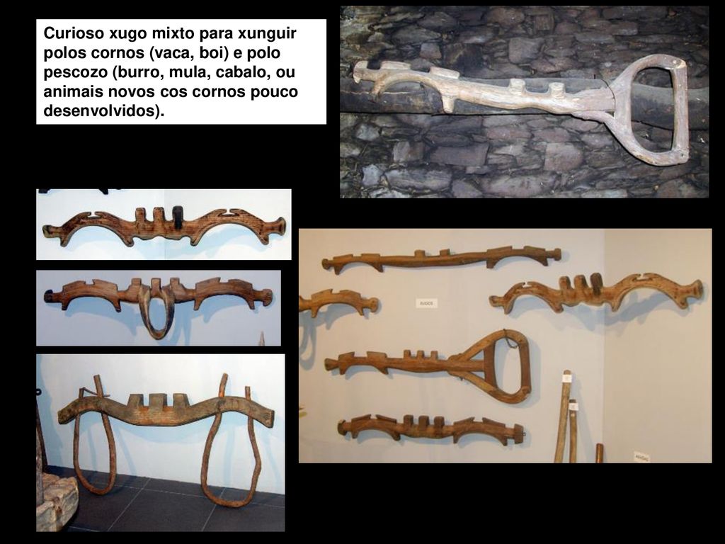 Curioso xugo mixto para xunguir polos cornos (vaca, boi) e polo pescozo (burro, mula, cabalo, ou animais novos cos cornos pouco desenvolvidos).