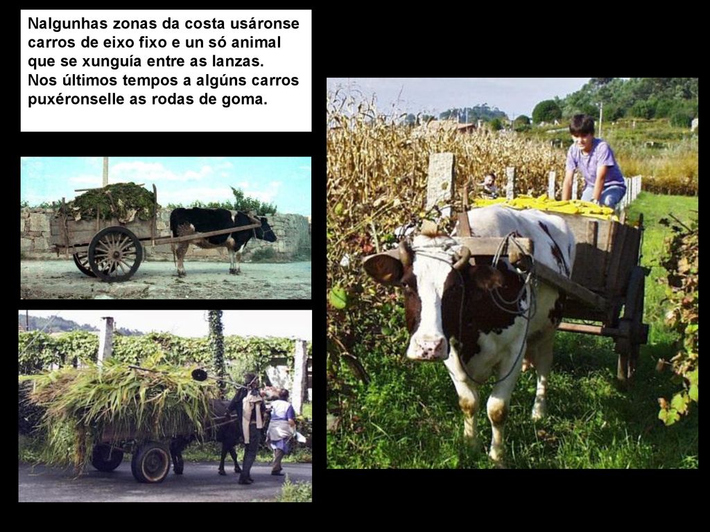 Nalgunhas zonas da costa usáronse carros de eixo fixo e un só animal que se xunguía entre as lanzas.