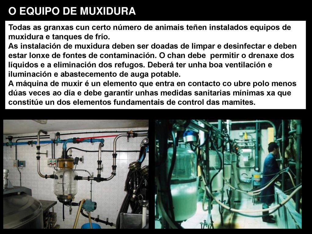 O EQUIPO DE MUXIDURA Todas as granxas cun certo número de animais teñen instalados equipos de muxidura e tanques de frío.