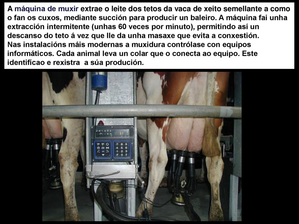 A máquina de muxir extrae o leite dos tetos da vaca de xeito semellante a como o fan os cuxos, mediante succión para producir un baleiro. A máquina fai unha extracción intermitente (unhas 60 veces por minuto), permitindo así un descanso do teto á vez que lle da unha masaxe que evita a conxestión.