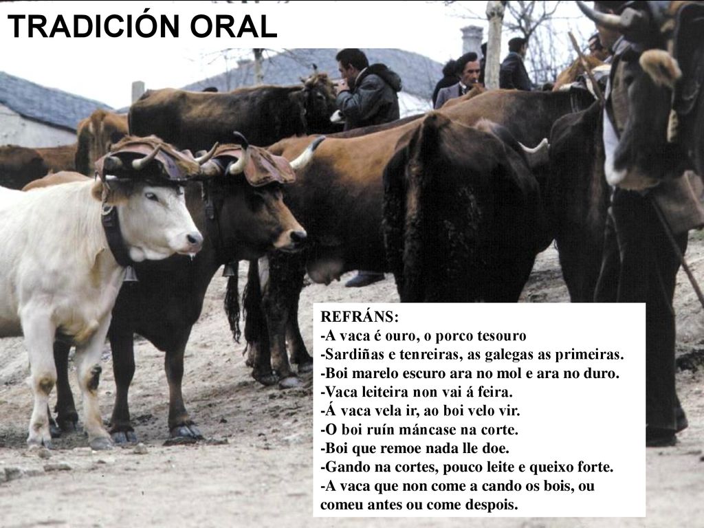 TRADICIÓN ORAL REFRÁNS: -A vaca é ouro, o porco tesouro