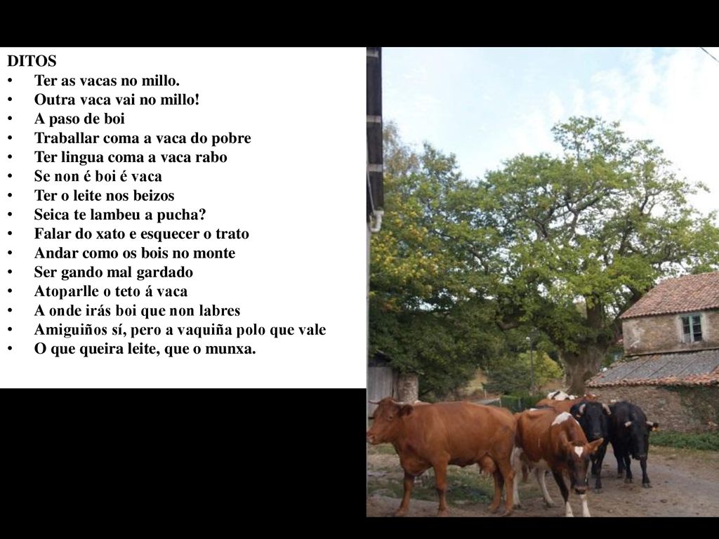 DITOS Ter as vacas no millo. Outra vaca vai no millo! A paso de boi. Traballar coma a vaca do pobre.