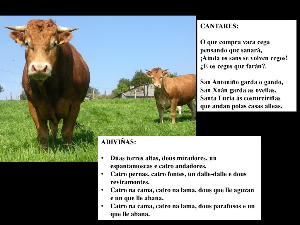 CANTARES: O que compra vaca cega. pensando que sanará, ¡Aínda os sans se volven cegos! ¿E os cegos que farán .