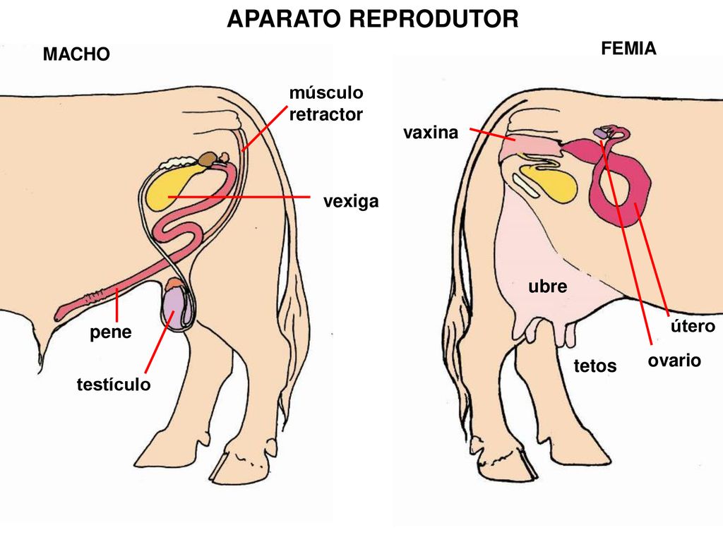 APARATO REPRODUTOR FEMIA MACHO músculo retractor vaxina vexiga ubre
