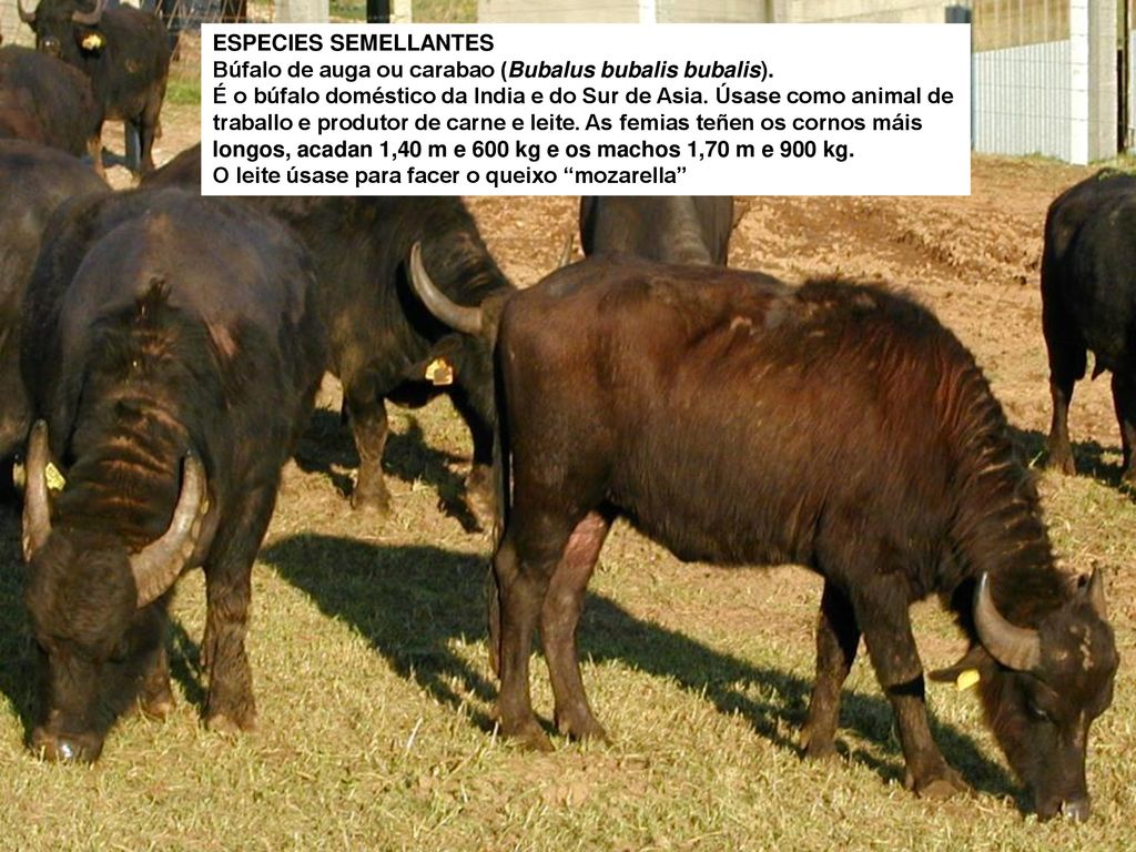 ESPECIES SEMELLANTES Búfalo de auga ou carabao (Bubalus bubalis bubalis).