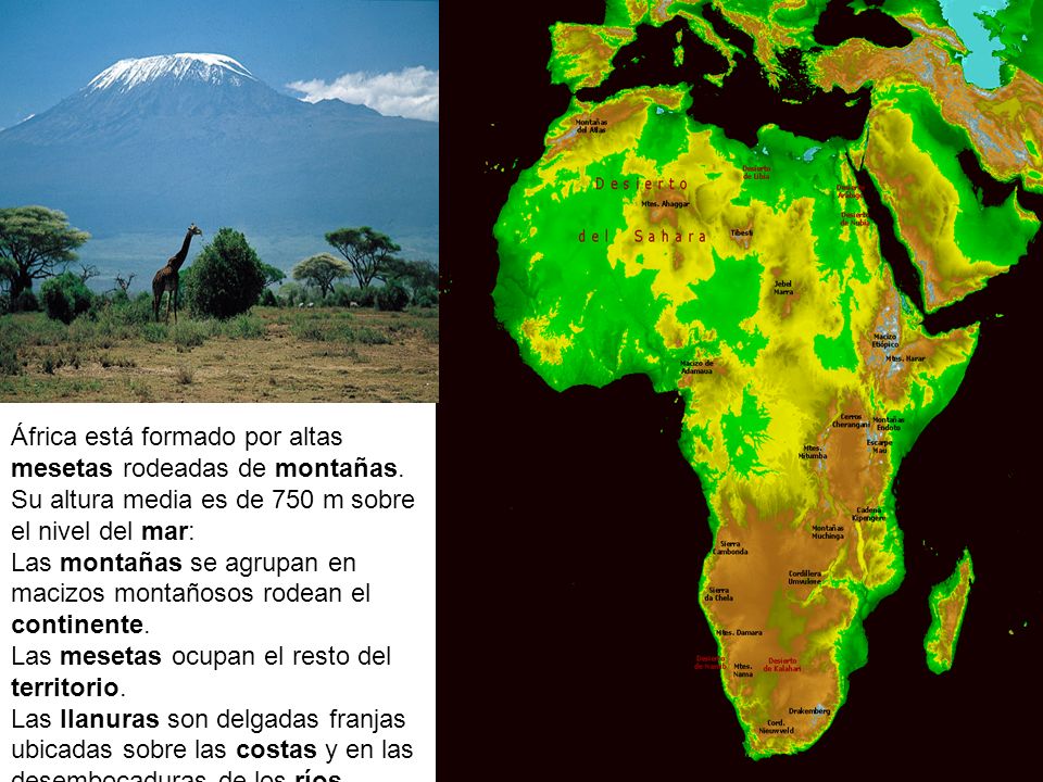 Relieve de África África está formado por altas mesetas rodeadas de montañas. Su altura media es de 750 m sobre el nivel del mar: