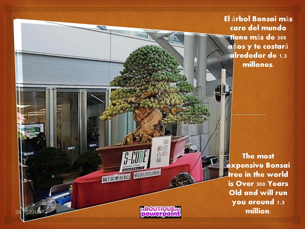El árbol Bonsai más caro del mundo tiene más de 300 años y te costará alrededor de 1,3 millones.