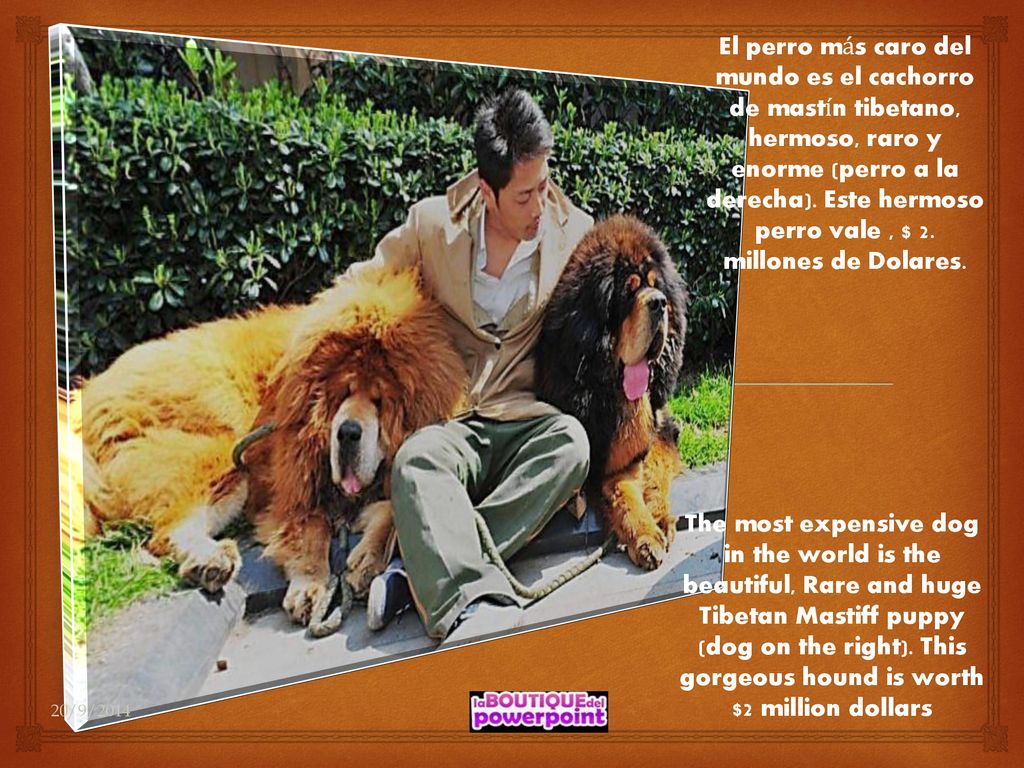 El perro más caro del mundo es el cachorro de mastín tibetano, hermoso, raro y enorme (perro a la derecha). Este hermoso perro vale , $ 2. millones de Dolares.