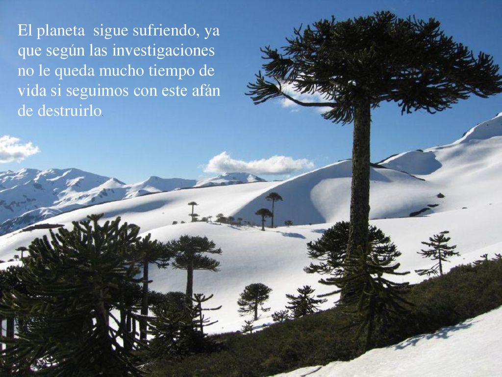 El planeta sigue sufriendo, ya que según las investigaciones no le queda mucho tiempo de vida si seguimos con este afán de destruirlo.