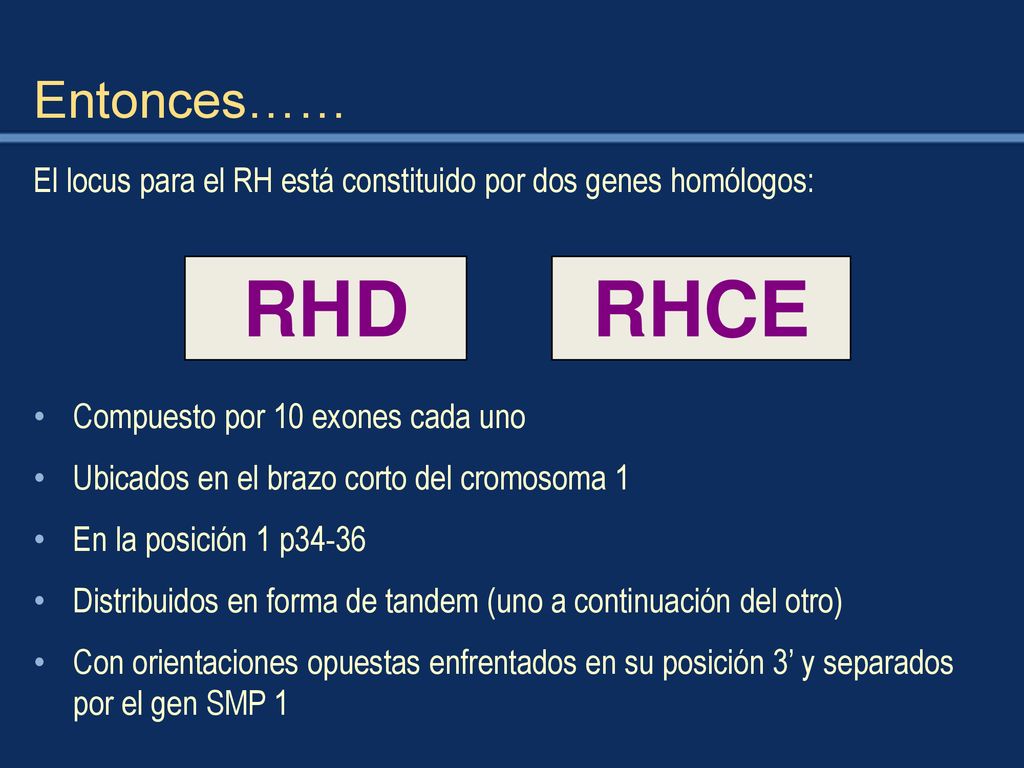 Entonces…… El locus para el RH está constituido por dos genes homólogos: RHD. RHCE. Compuesto por 10 exones cada uno.