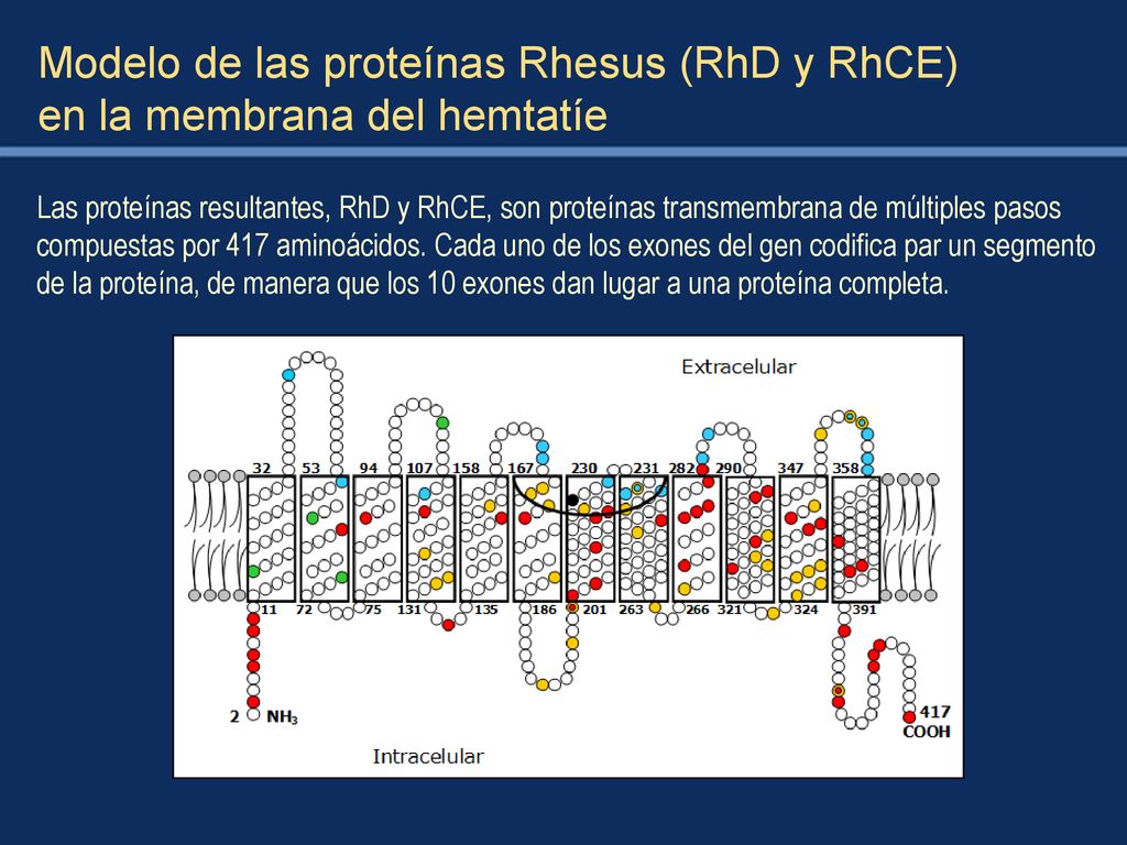 Modelo de las proteínas Rhesus (RhD y RhCE) en la membrana del hemtatíe