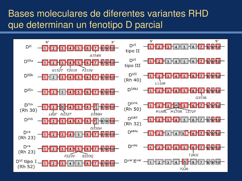 Bases moleculares de diferentes variantes RHD que determinan un fenotipo D parcial