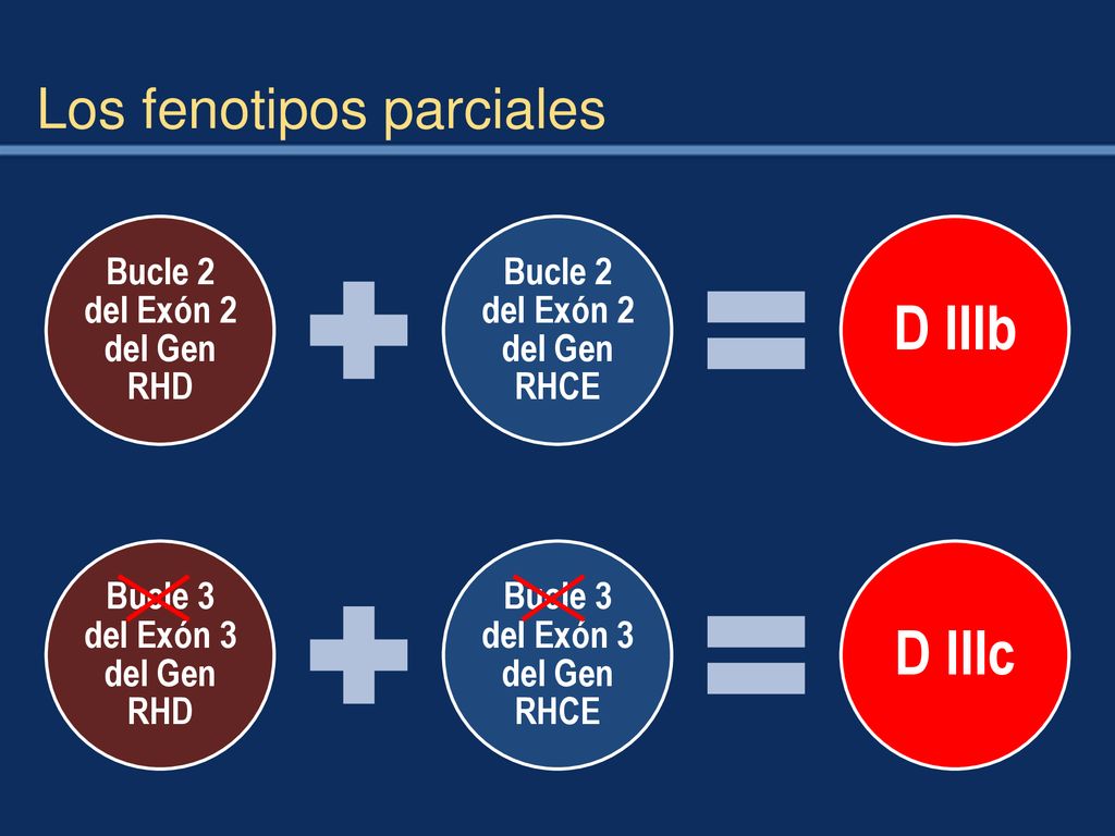 D IIIb D IIIc Los fenotipos parciales Bucle 2 del Exón 2 del Gen RHD