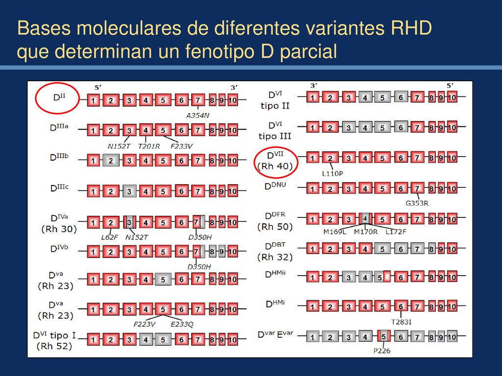 Bases moleculares de diferentes variantes RHD que determinan un fenotipo D parcial