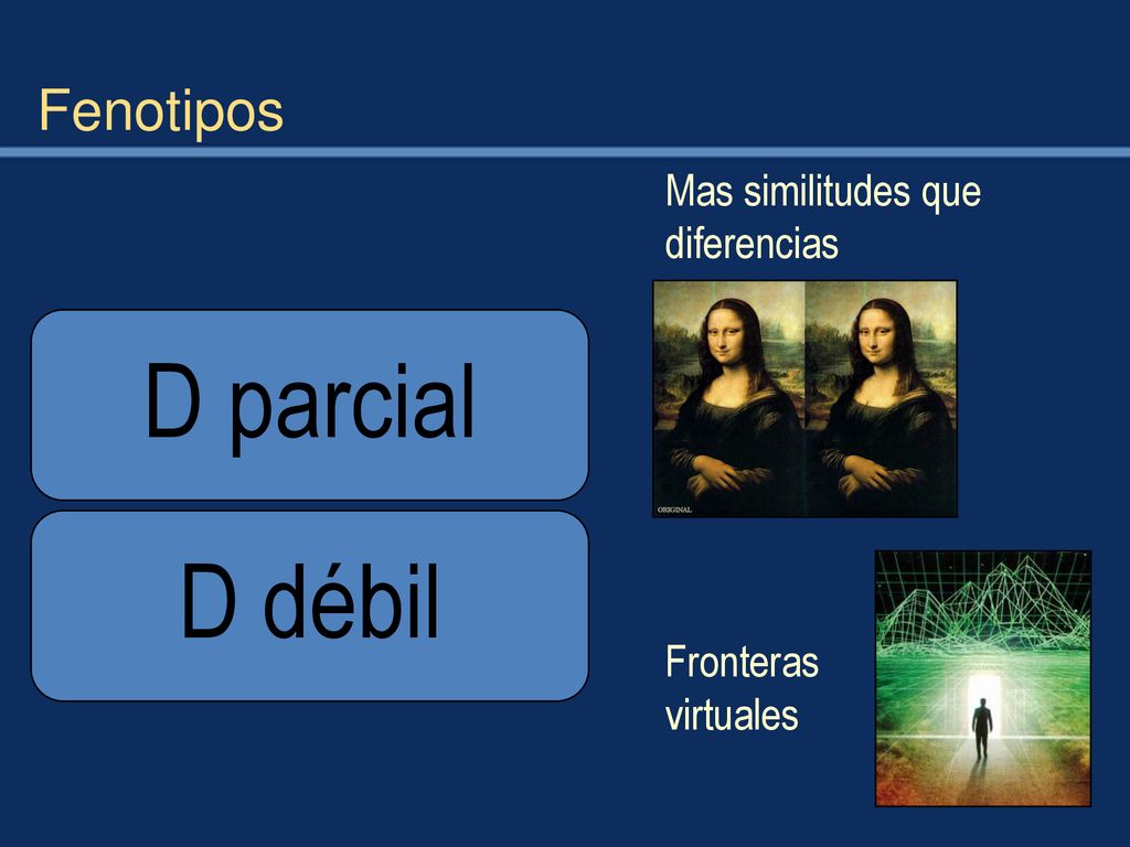 D parcial D débil Fenotipos Mas similitudes que diferencias