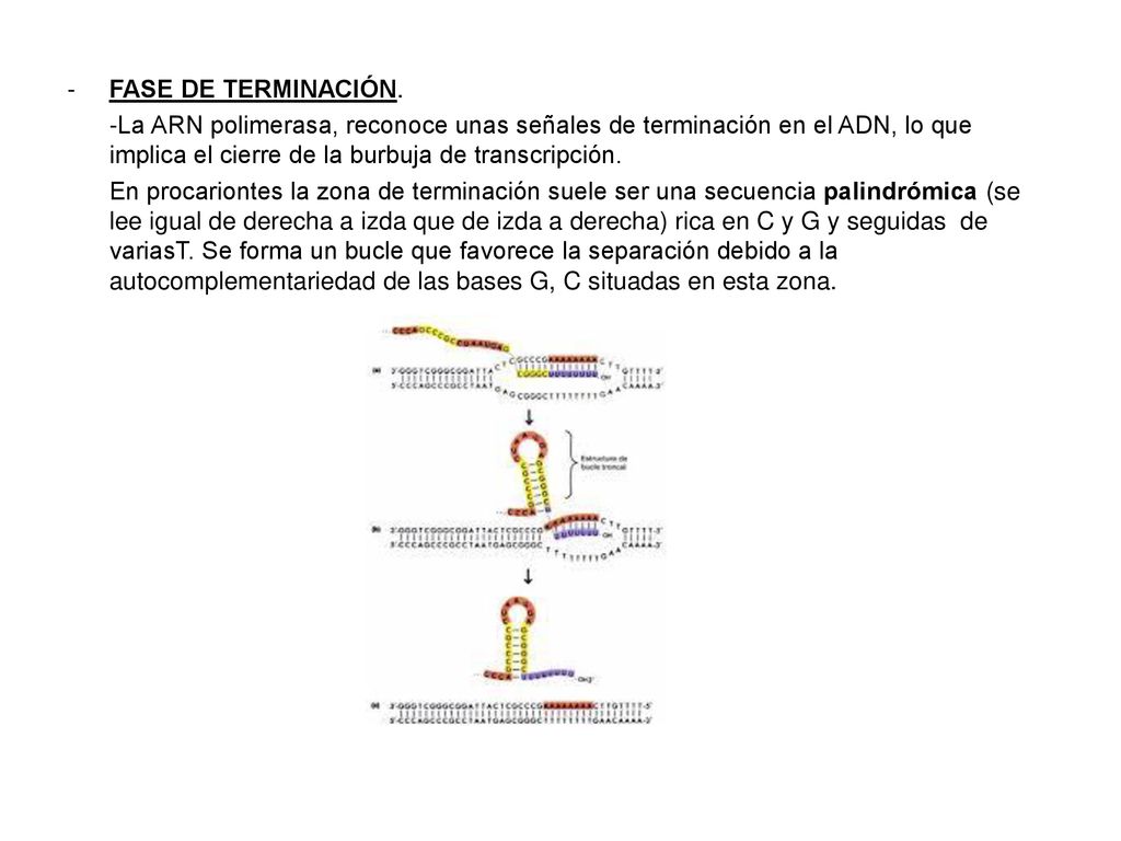 FASE DE TERMINACIÓN. -La ARN polimerasa, reconoce unas señales de terminación en el ADN, lo que implica el cierre de la burbuja de transcripción.