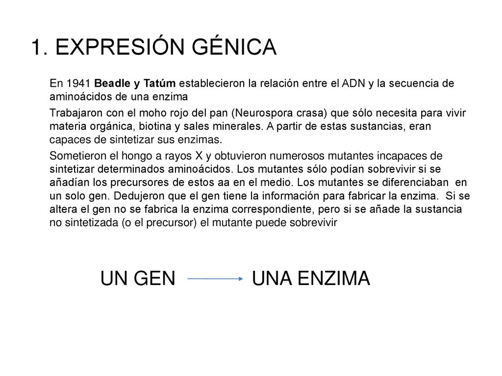 1. EXPRESIÓN GÉNICA En 1941 Beadle y Tatúm establecieron la relación entre el ADN y la secuencia de aminoácidos de una enzima.