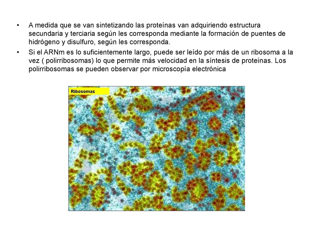 A medida que se van sintetizando las proteínas van adquiriendo estructura secundaria y terciaria según les corresponda mediante la formación de puentes de hidrógeno y disulfuro, según les corresponda.