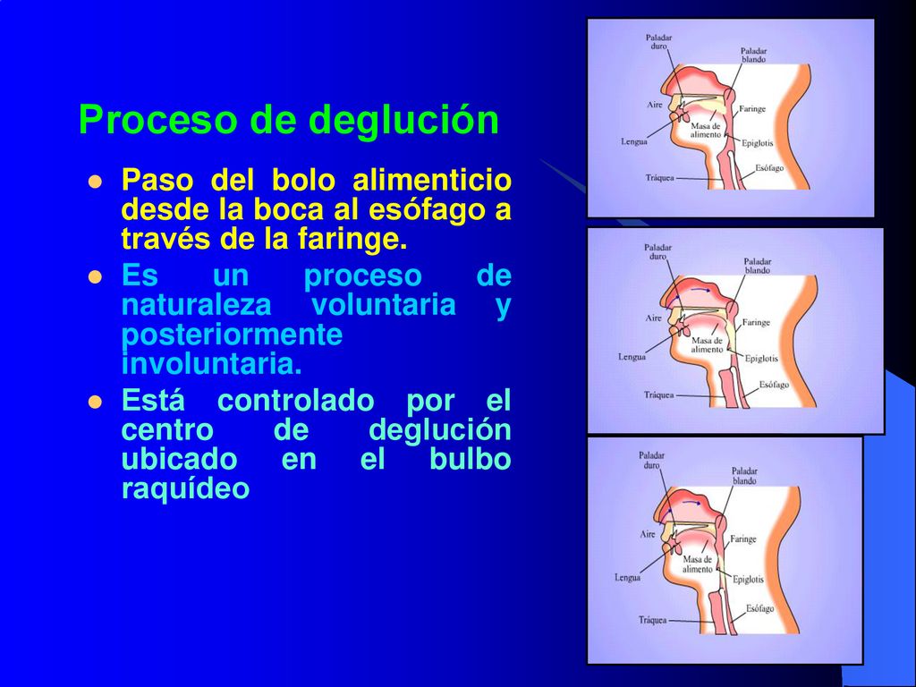 Proceso de deglución Paso del bolo alimenticio desde la boca al esófago a través de la faringe.