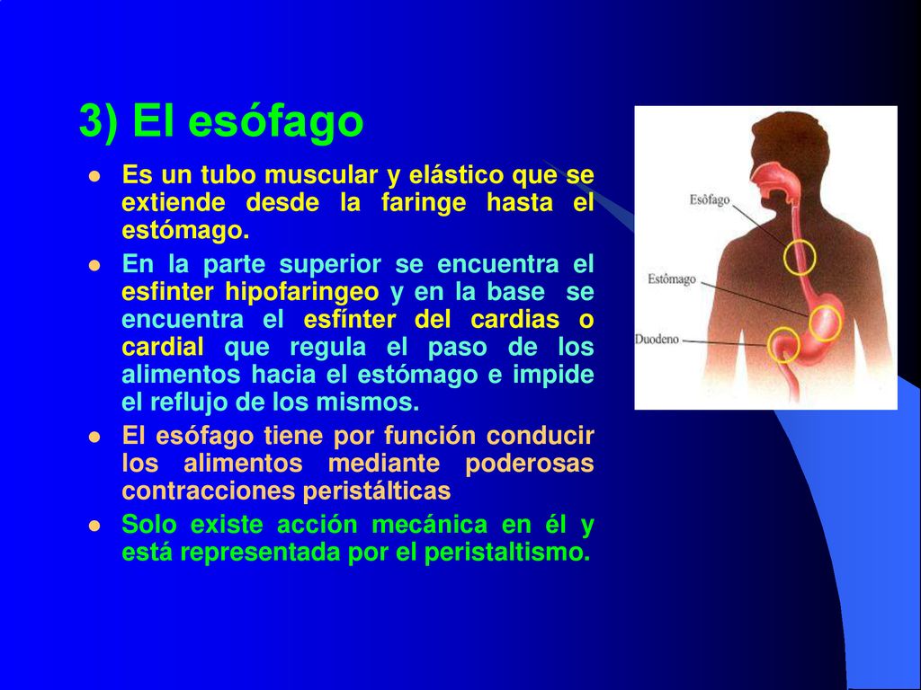 3) El esófago Es un tubo muscular y elástico que se extiende desde la faringe hasta el estómago.