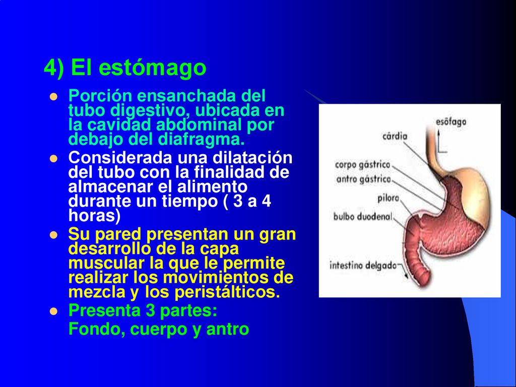 4) El estómago Porción ensanchada del tubo digestivo, ubicada en la cavidad abdominal por debajo del diafragma.